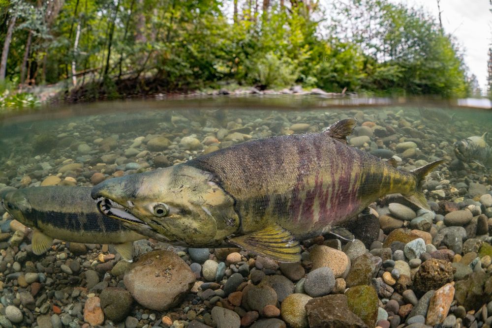 Salmon species