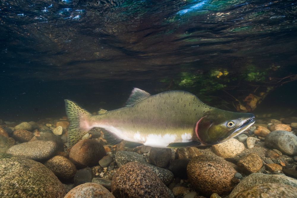 Salmon species