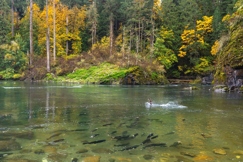 Salmon species