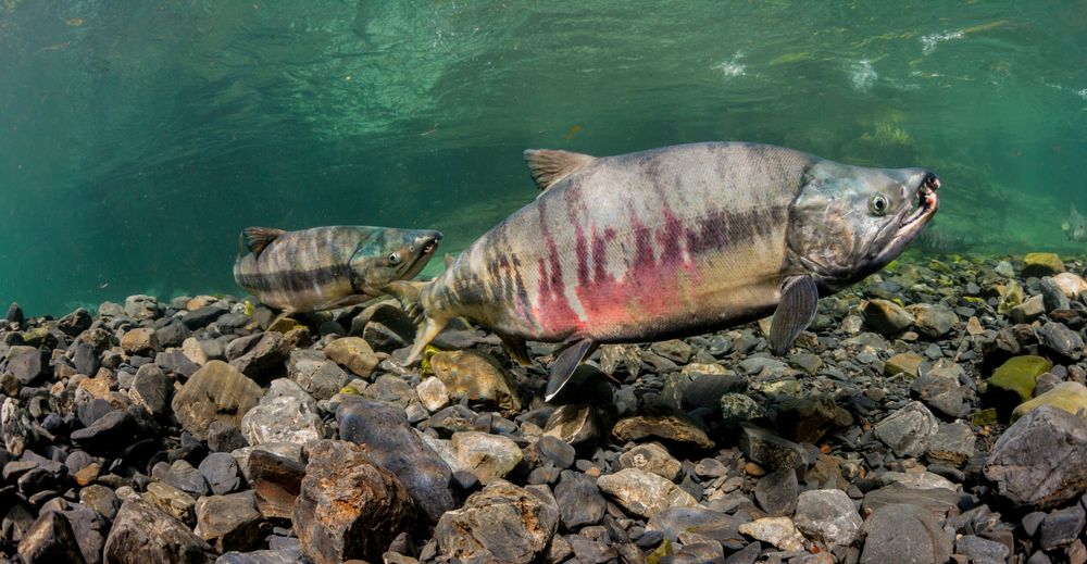 Salmon species