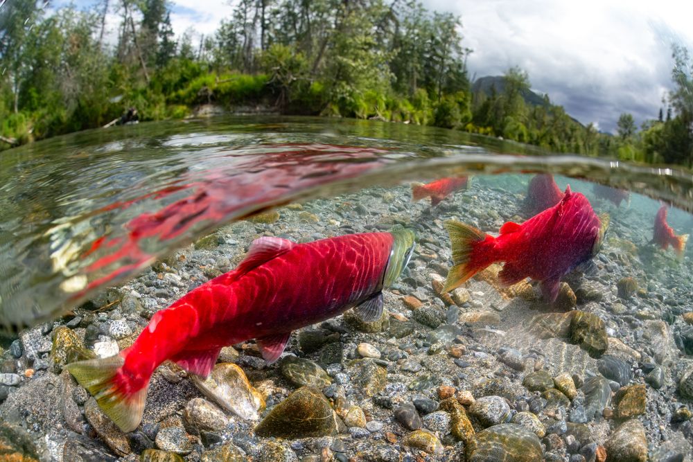 Salmon species
