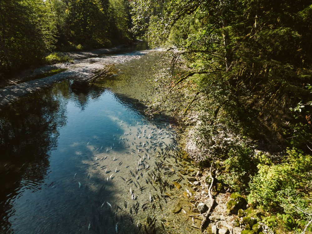 Salmon species