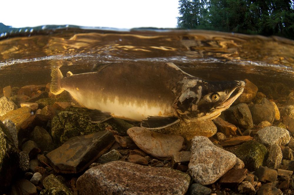 Salmon species