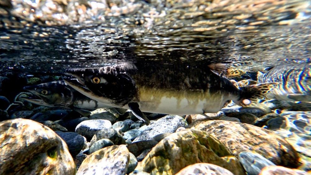 Salmon species