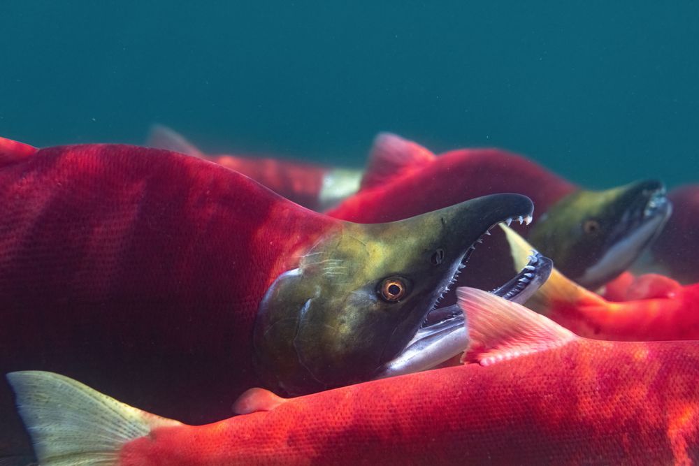 Salmon species