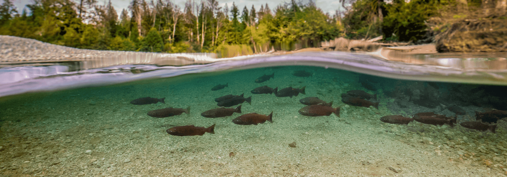 Salmon species