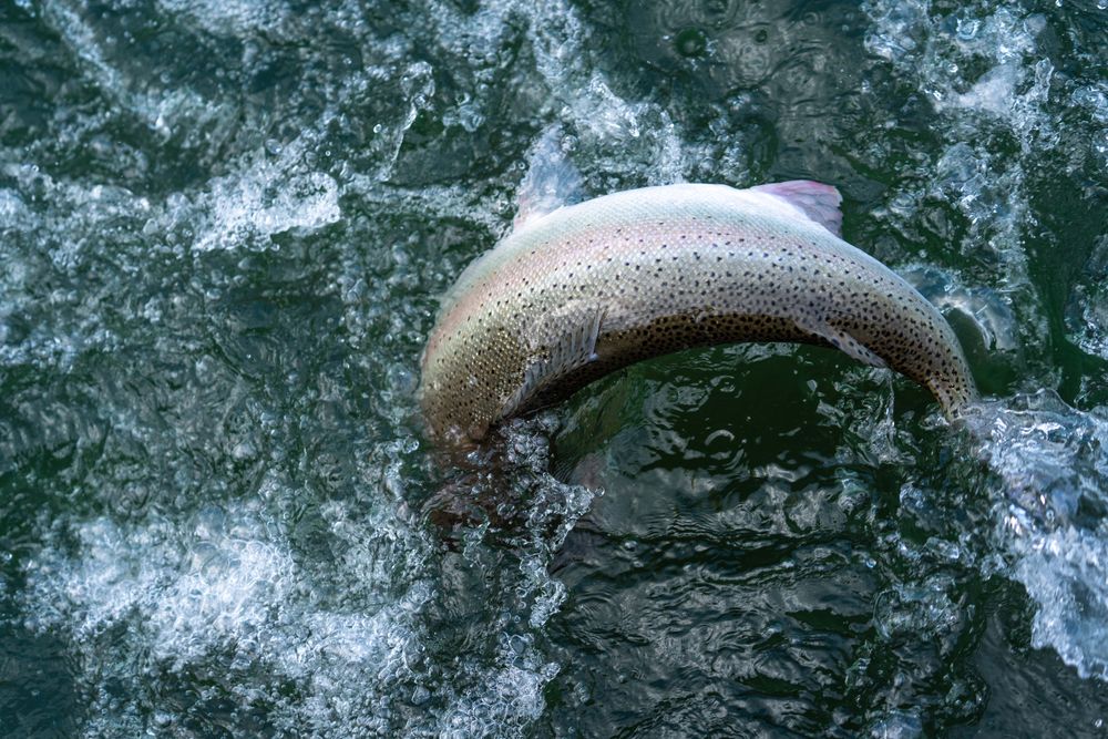 Salmon species