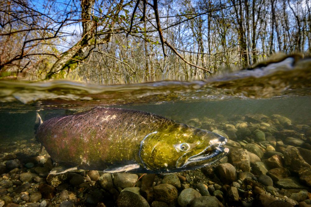 Salmon species