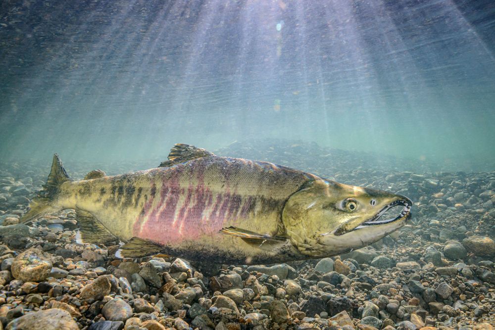 Salmon species