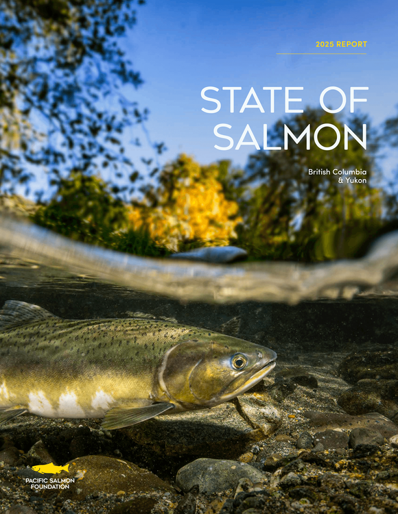 Salmon species