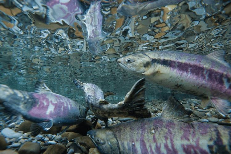 Salmon species