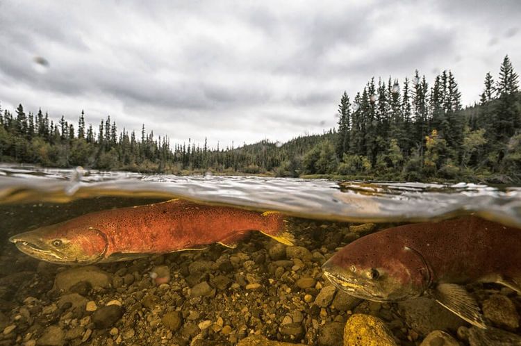 Salmon species