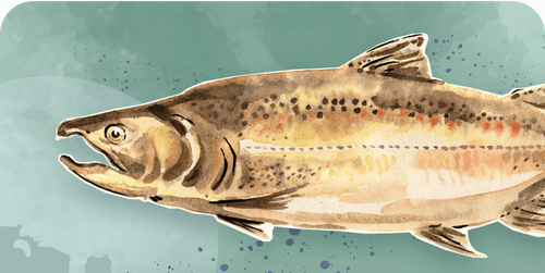 Salmon species