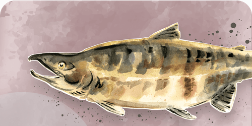 Salmon species