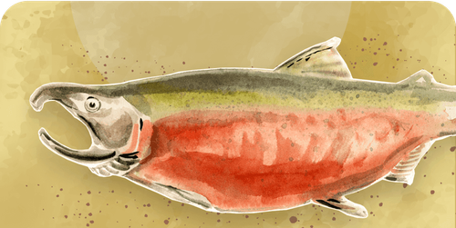 Salmon species