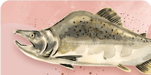 Salmon species