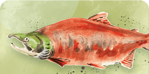 Salmon species