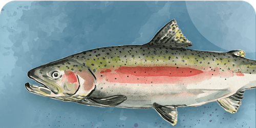 Salmon species