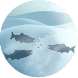 Salmon species