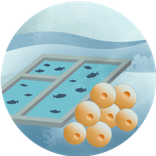 Salmon species